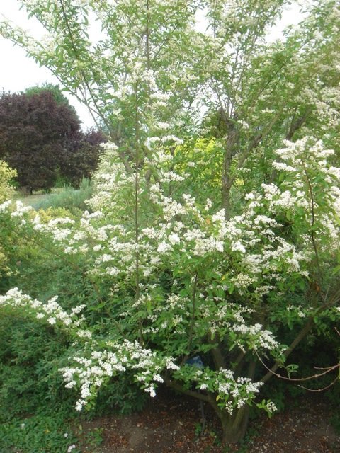 Ligustrum ibota P1A P23 (2)